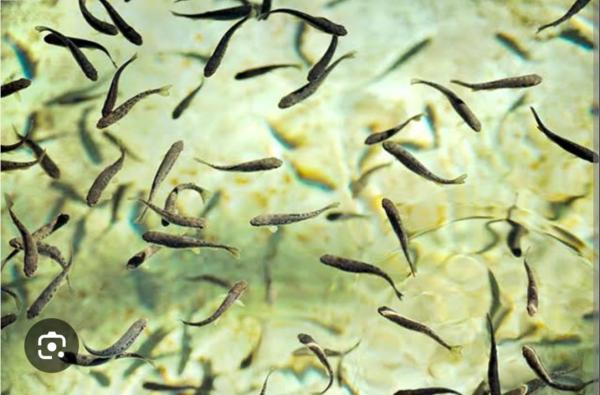  COMUNICADO IMPORTANTE  PEDIDOS DE ALEVINOS